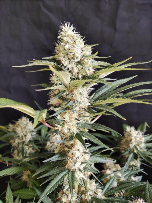 Power Plant. Week 11