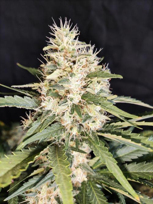 Power Plant. Week 11
