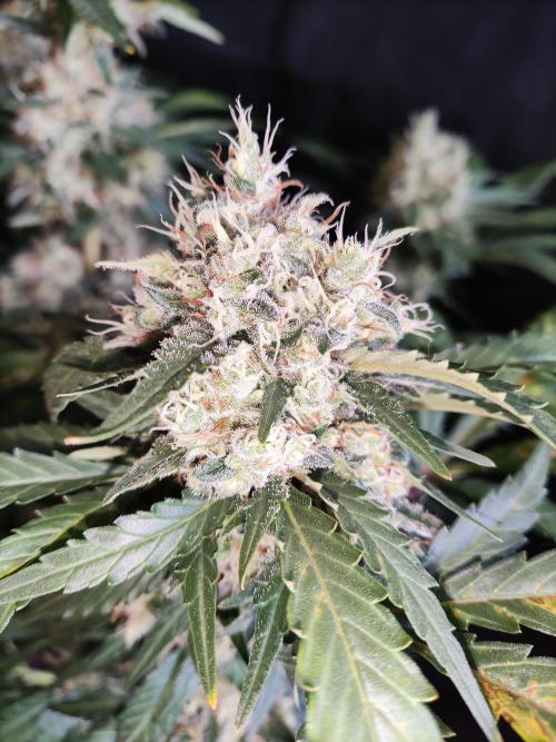 Power Plant. Week 11