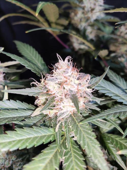 Power Plant. Week 11