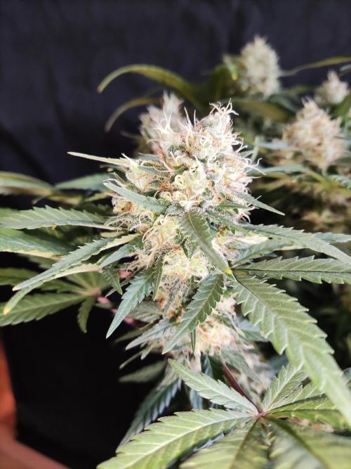 Power Plant. Week 11