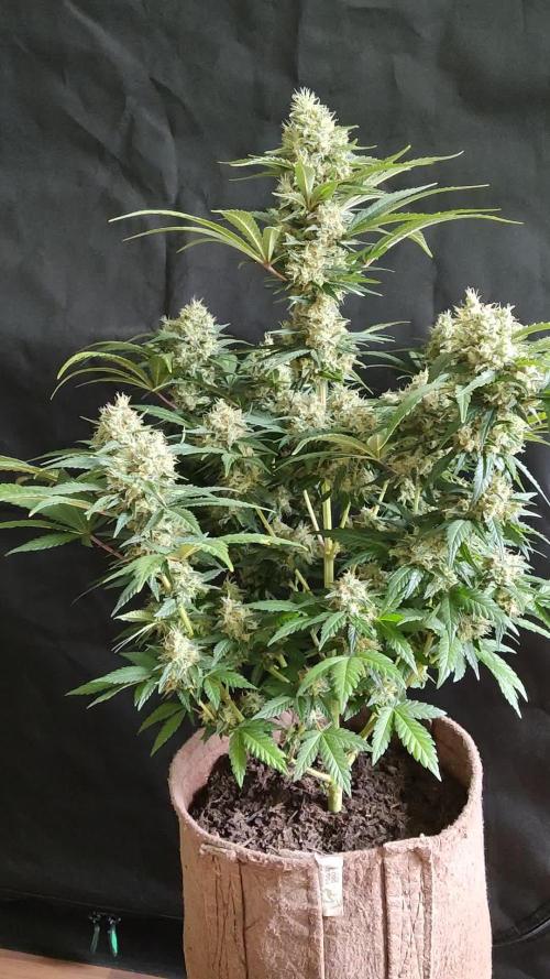 Power Plant