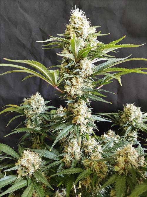 Power Plant. Week 12