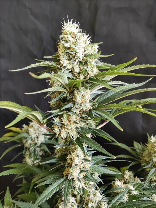 Power Plant. Week 12