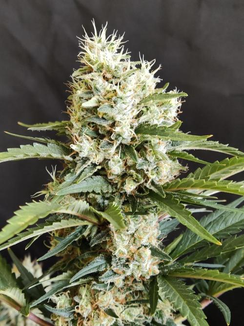 Power Plant. Week 12