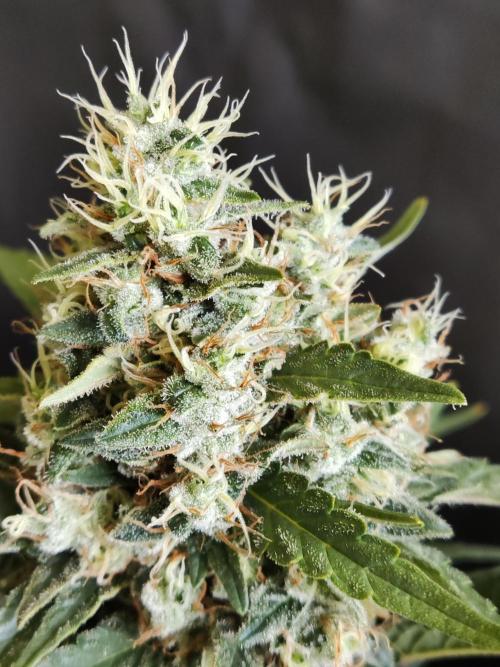 Power Plant. Week 12