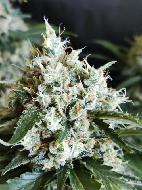 Power Plant. Week 12