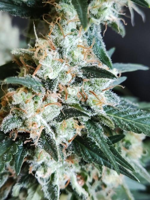 Power Plant. Week 12