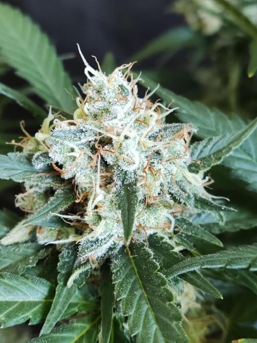 Power Plant. Week 12