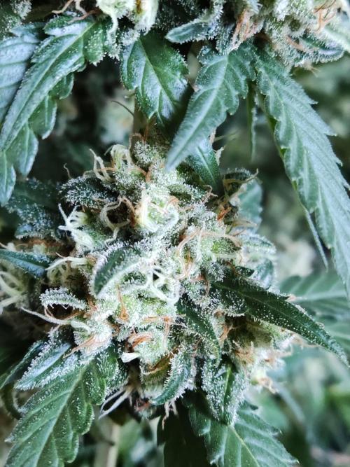 Power Plant. Week 12