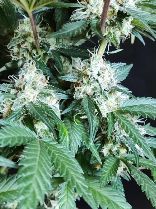 Power Plant. Week 12