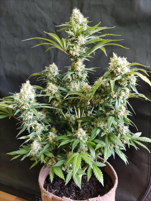 Power Plant. Week 12