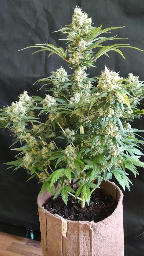 Power Plant
