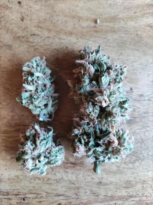 Auto Moon Rock ( In & Outdoor ). Week 12