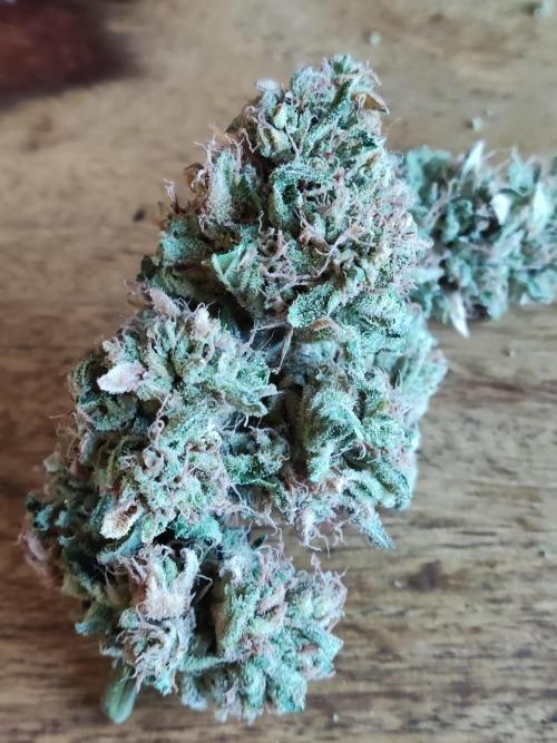 Auto Moon Rock ( In & Outdoor ). Week 12