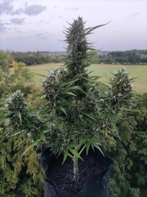 Creamzilla Auto ( In & Outdoor ). Week 12 - Tag 84
Erntetag 84