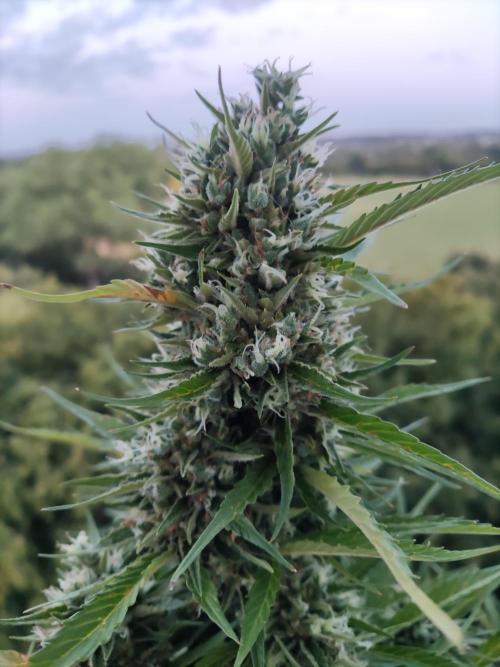 Creamzilla Auto ( In & Outdoor ). Week 12