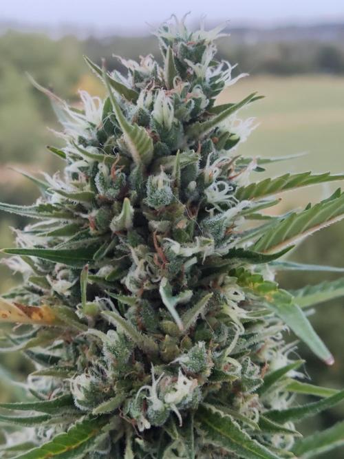 Creamzilla Auto ( In & Outdoor ). Week 12