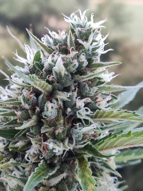 Creamzilla Auto ( In & Outdoor ). Week 12