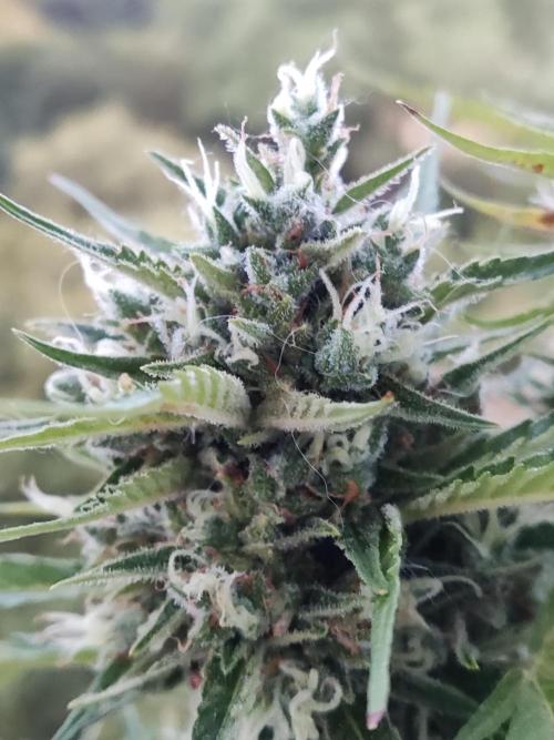 Creamzilla Auto ( In & Outdoor ). Week 12