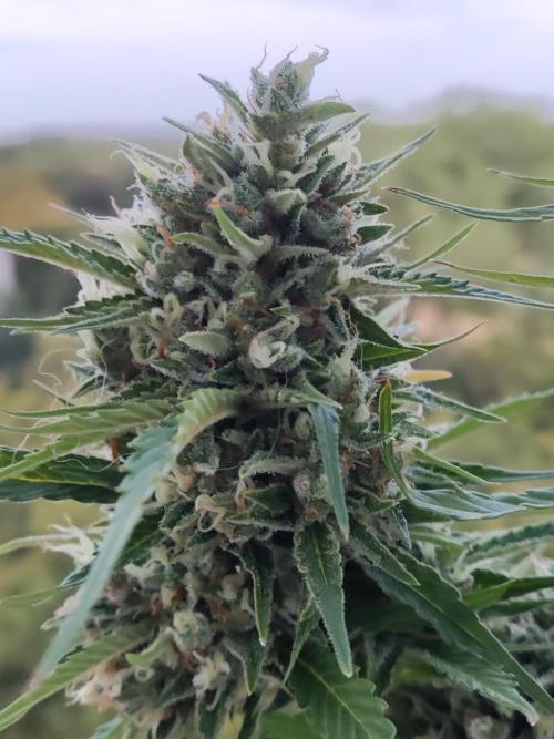 Creamzilla Auto ( In & Outdoor ). Week 12
