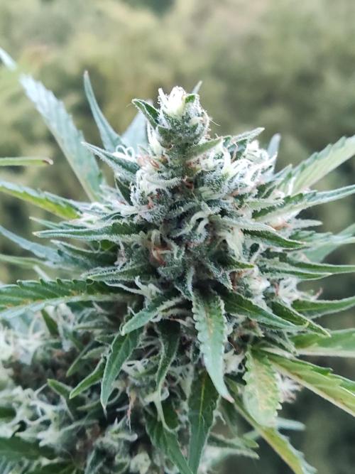 Creamzilla Auto ( In & Outdoor ). Week 12