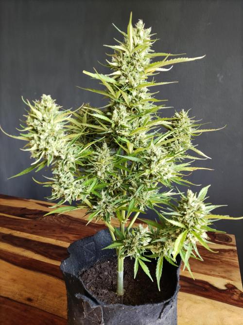 Creamzilla Auto ( In & Outdoor ). Week 12