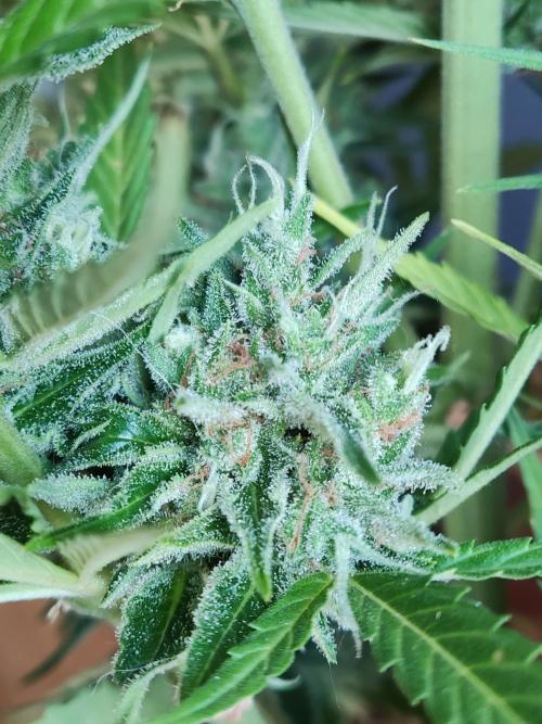 Creamzilla Auto ( In & Outdoor ). Week 12