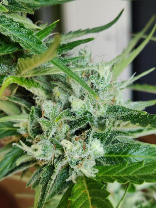 Creamzilla Auto ( In & Outdoor ). Week 12