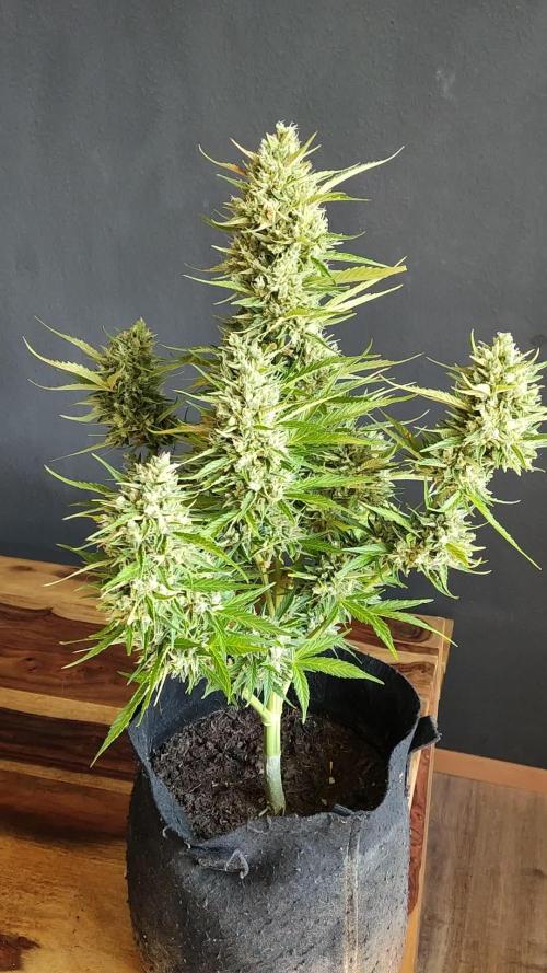 Creamzilla Auto ( In & Outdoor )