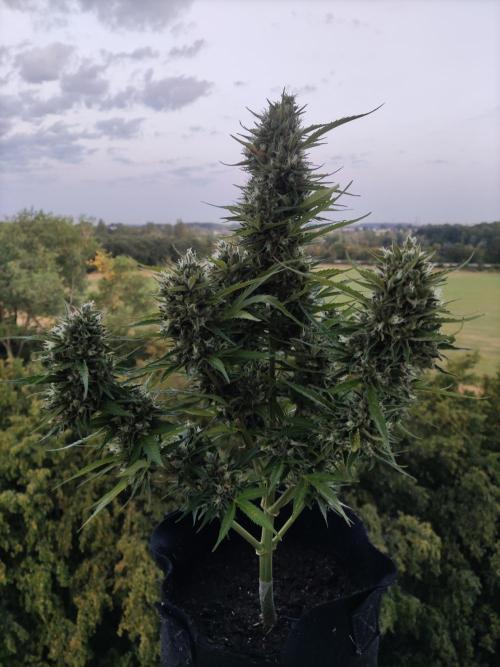 Creamzilla Auto ( In & Outdoor ). Week 12