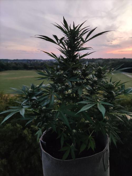 Ghost Train Haze Auto. Week 8 - Tag 56