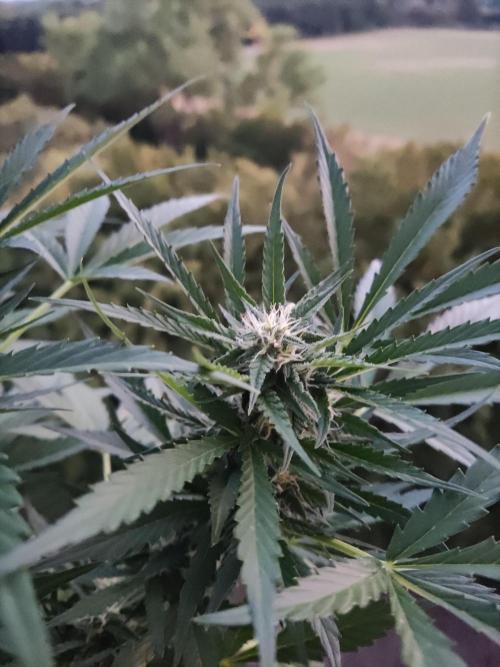 Ghost Train Haze Auto. Week 8