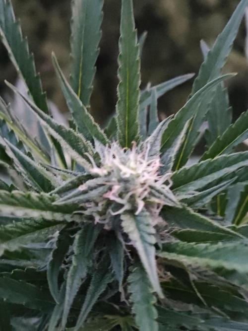 Ghost Train Haze Auto. Week 8