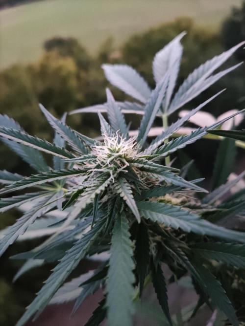 Ghost Train Haze Auto. Week 8