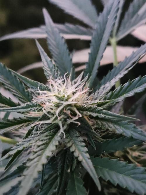 Ghost Train Haze Auto. Week 8