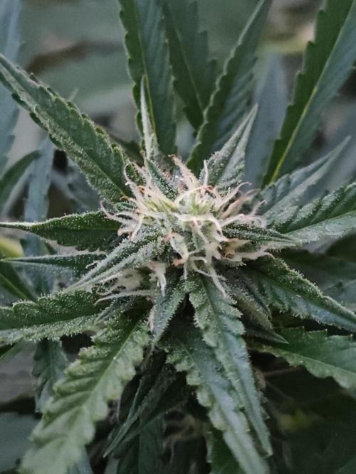Ghost Train Haze Auto. Week 8