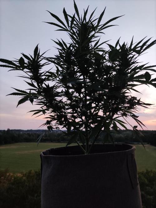 Ghost Train Haze Auto. Week 8