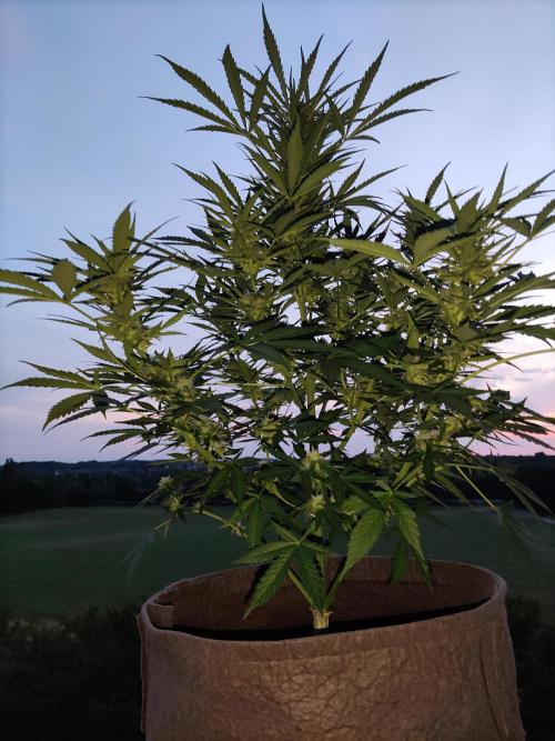 Ghost Train Haze Auto. Week 8