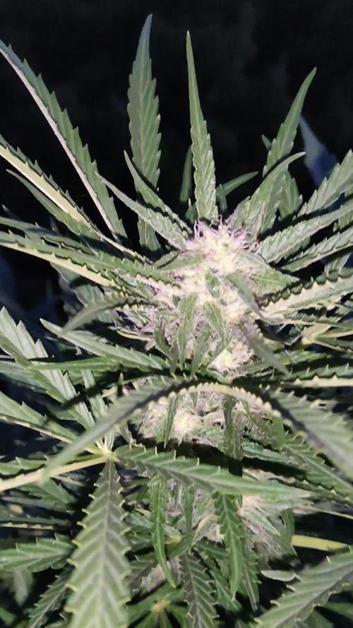 Ghost Train Haze Automatic. Week 8