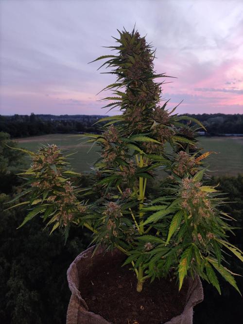 Auto Creeper. Week 10