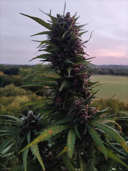Auto Creeper. Week 10