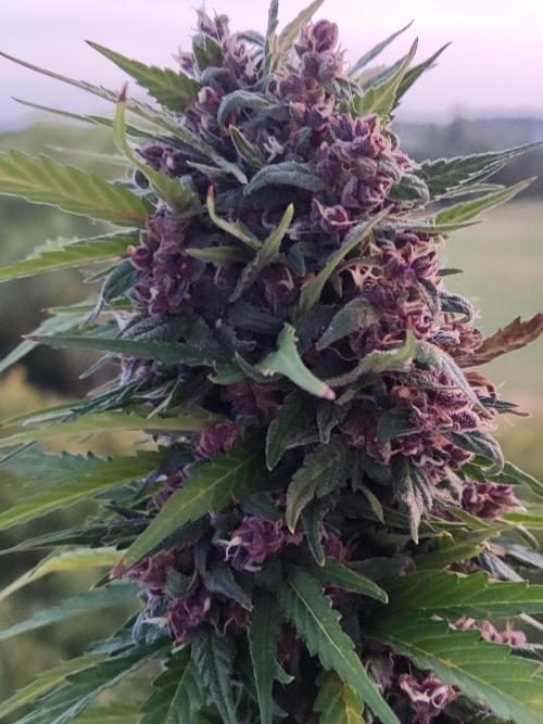 Auto Creeper. Week 10