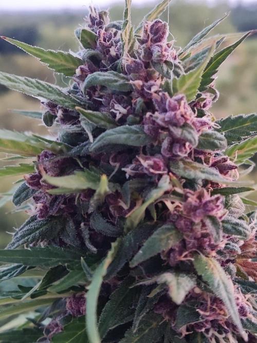 Auto Creeper. Week 10