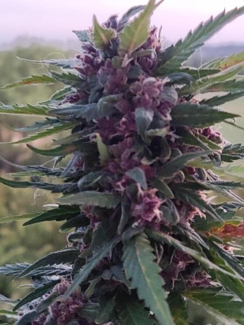 Auto Creeper. Week 10
