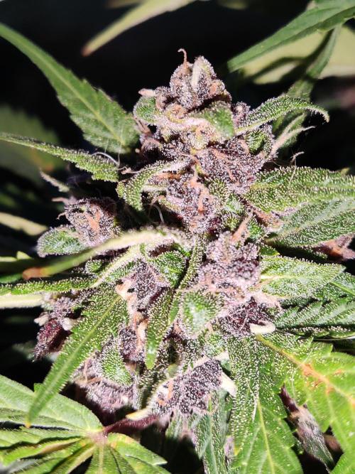 Auto Creeper. Week 10