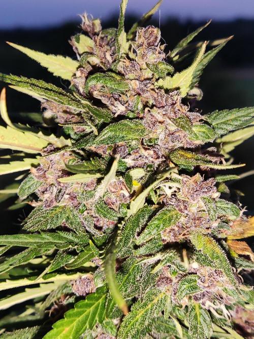 Auto Creeper. Week 10