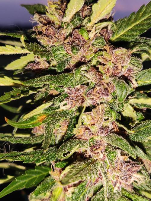 Auto Creeper. Week 10