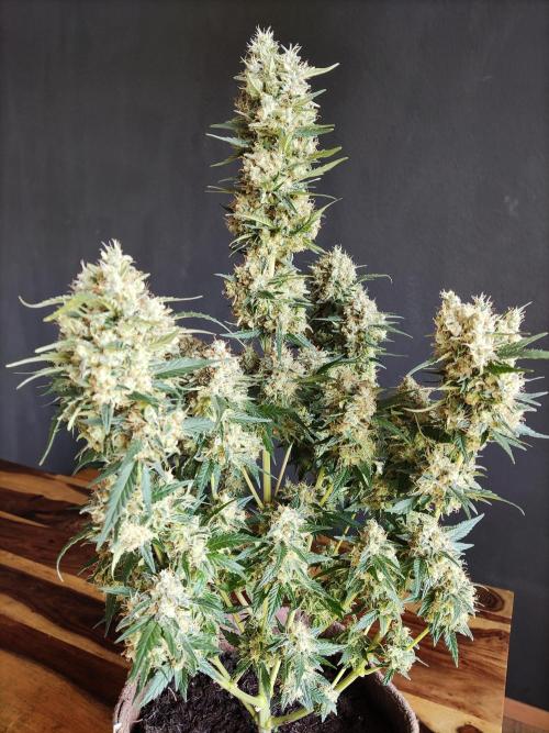 Power Plant. Week 13
