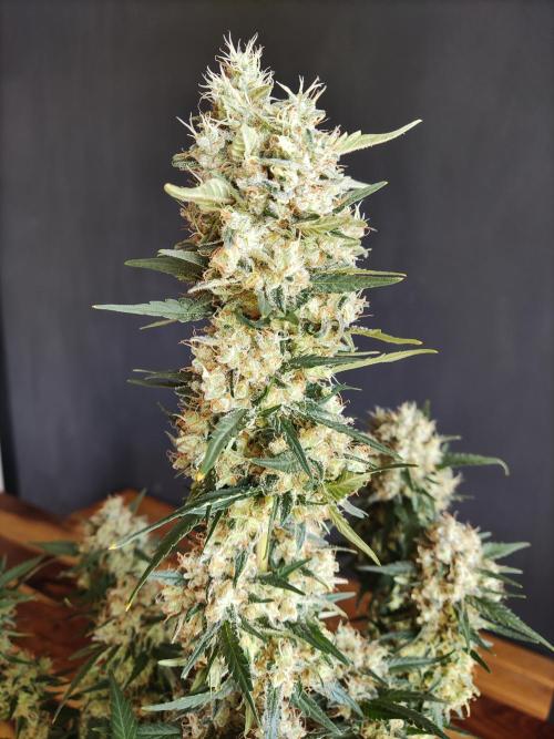 Power Plant. Week 13